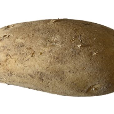 La patata transgenica di Pusztai