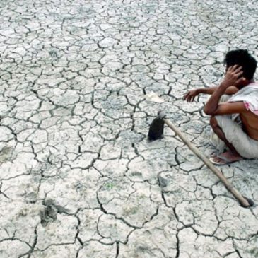 250.000 contadini indiani si sono suicidati a causa degli OGM