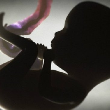 Nuovo studio canadese trova più di 100 sostanze chimiche nei cordoni ombelicali di neonati