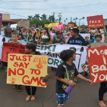 Molokai: il grido di un popolo divenuto cavia della Monsanto