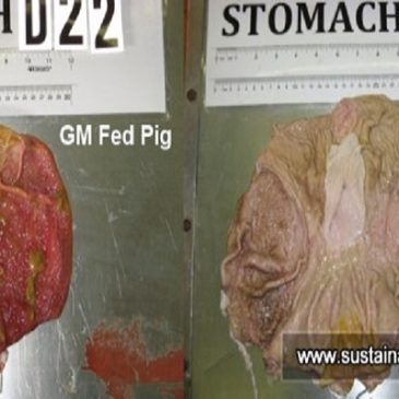 Nuovo studio: Il mangime OGM causa gravissimi danni allo stomaco dei suini!