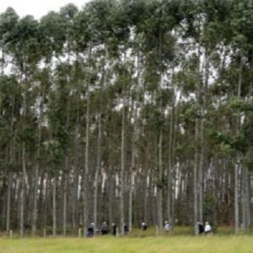 La foresta silenziosa: alberi ogm molto piu’ pericolosi del cibo OGM