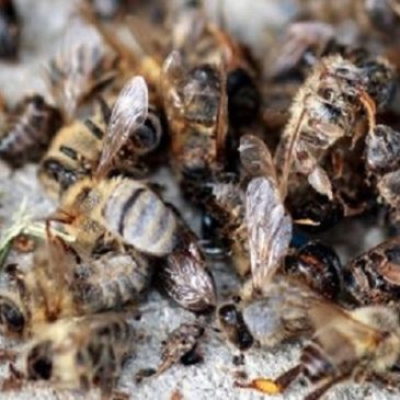 Più di 30 milioni di api trovate morte in  Ontario