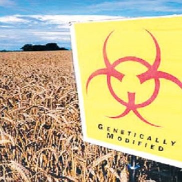 Riso OGM contamina l’intero mercato mondiale, in Italia corriamo lo stesso rischio con il Mais OGM