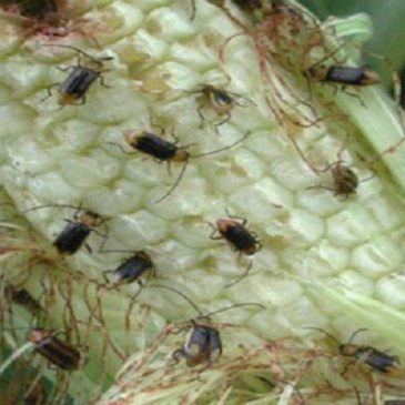 Il mais bt (OGM) preda degli insetti, la Monsanto ha fallito