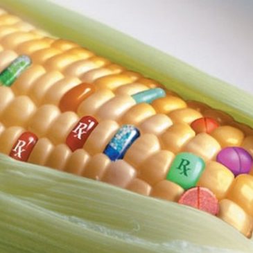 OGM: rivelato gene virale finora sconosciuto