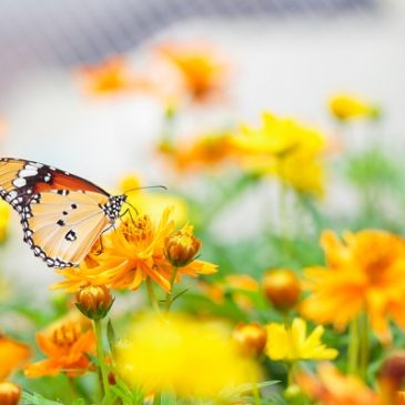 Moria di farfalle, meno 50% in 20 anni! Oltre alle api, anche le crisalidi rischiano l’estinzione a causa dei pesticidi