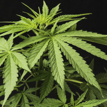 Marijuana legale in Uruguay. Possibile coltivare sei piante per persona