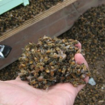 Moria di api: Bayer e Syngenta minacciano l’Europa