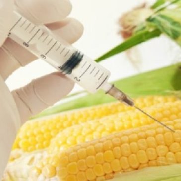 Attenzione: La Regione Friuli autorizza la coltura di Mais OGM!